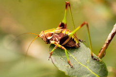 Enthephippion olivaceum