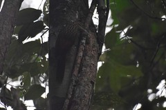 Xiphorhynchus flavigaster