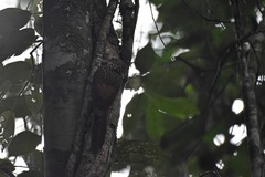 Xiphorhynchus flavigaster