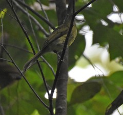 Rhynchocyclus brevirostris