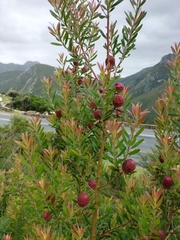 Leucadendron conicum