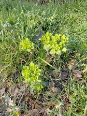 Euphorbia helioscopia