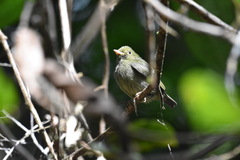 Ceratopipra mentalis