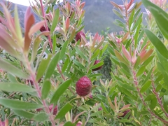 Leucadendron conicum