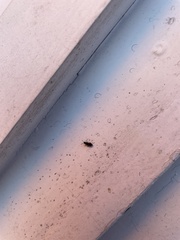 Anthocomus equestris