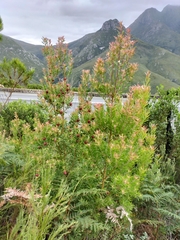 Leucadendron conicum