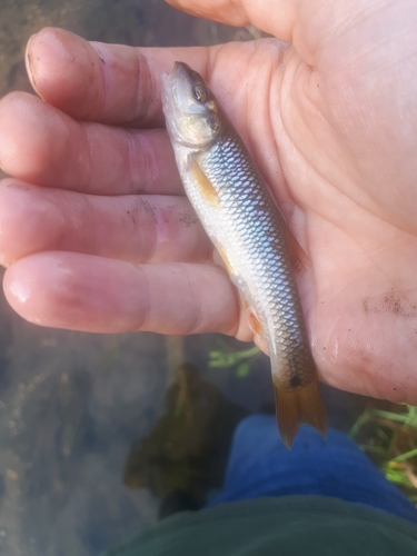 Nocomis biguttatus
