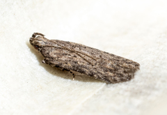 Hypatima