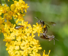 Protandrena andrenoides