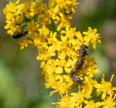Protandrena andrenoides