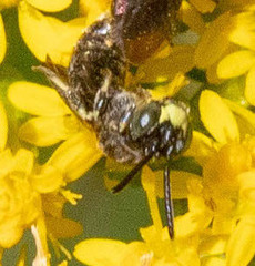 Protandrena andrenoides