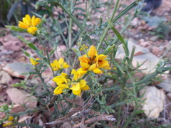 Genista tridentata