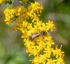 Protandrena andrenoides