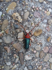 Stenaspis verticalis