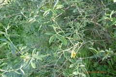 Anagyris foetida