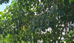 Cordia lutea