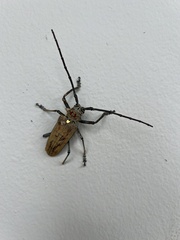 Batocera rufomaculata