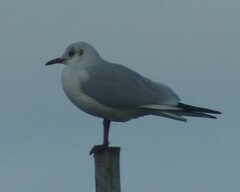 Chroicocephalus ridibundus