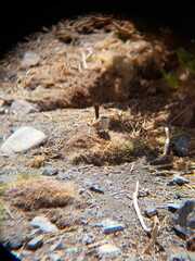 Ochetorhynchus ruficaudus