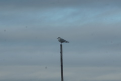 Chroicocephalus ridibundus