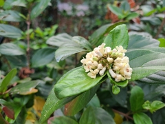 Viburnum suspensum