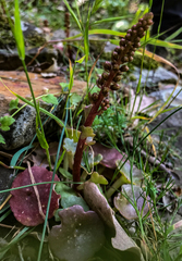 Umbilicus horizontalis