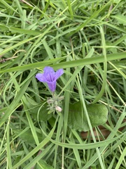 Ruellia ciliatiflora