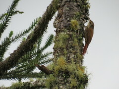 Lepidocolaptes falcinellus