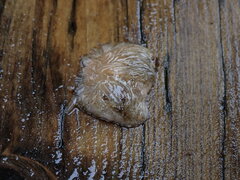 Aeolidia