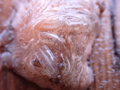 Aeolidia