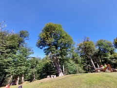 Misodendrum punctulatum