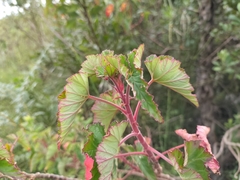 Pelargonium cordifolium