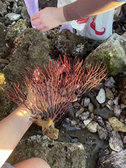 Leptogorgia chilensis