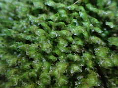 Scapania undulata