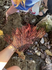 Leptogorgia chilensis