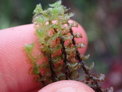 Scapania undulata