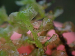 Scapania undulata