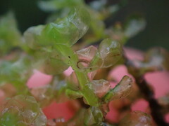 Scapania undulata