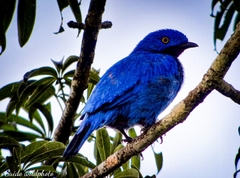 Cotinga maynana