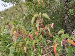 Pelargonium cordifolium