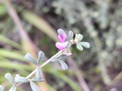 Indigofera sp9