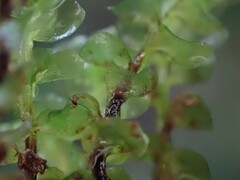 Scapania undulata