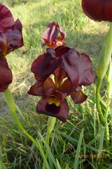 Iris atropurpurea