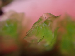 Scapania undulata