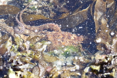 Octopus vulgaris