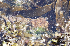 Octopus vulgaris