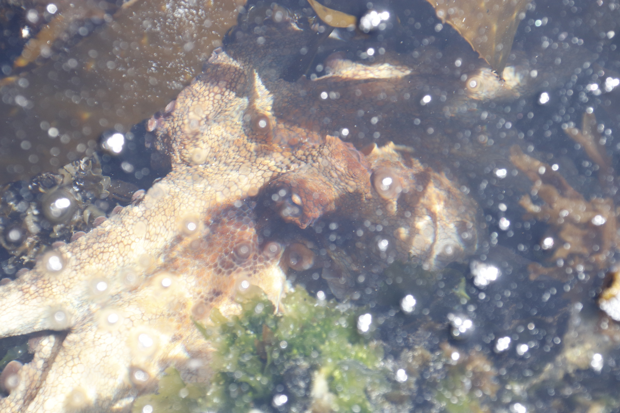 マダコ, achtarm, almindelig ottearmet blæksprutte, attaarmade bläckfiskar, azeiz, chobotnice pobřežní, common atlantic octopus, common european octopus, common octopus, gemeiner krake, gemeiner octopus, gewöhnlicher krake, gewone achtarm, gewone octopus
