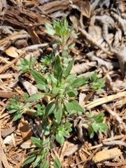 Parietaria pensylvanica