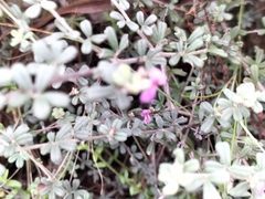 Indigofera sp9