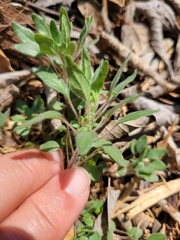Parietaria pensylvanica